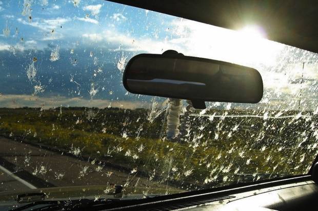 ¿Cómo afectan a tu coche los excrementos de pájaros?