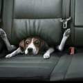 Viajar con mascotas en el coche