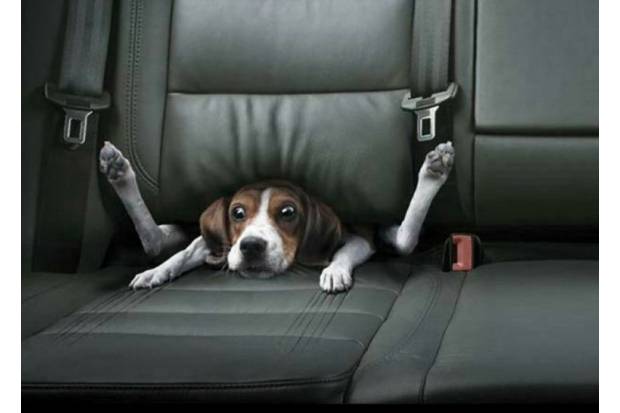 Viajar con mascotas en el coche