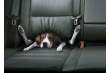 Viajar con mascotas en el coche