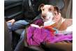 Taxiguau: para viajar en taxi con tu perro de forma segura