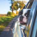 ¡Tu coche podría poner en peligro la vida de tu mascota!