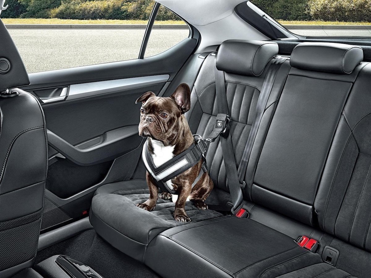 peligro vida mascotas coche_2