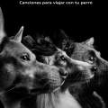 Evita el estrés a tu perro cuando va en coche con música: cuatro canciones infalibles