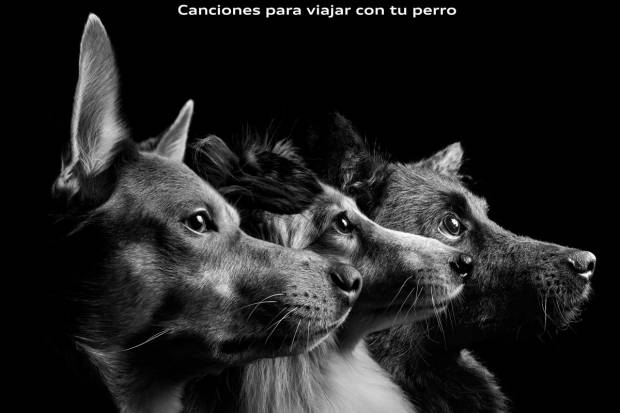 Evita el estrés a tu perro cuando va en coche con música: cuatro canciones infalibles