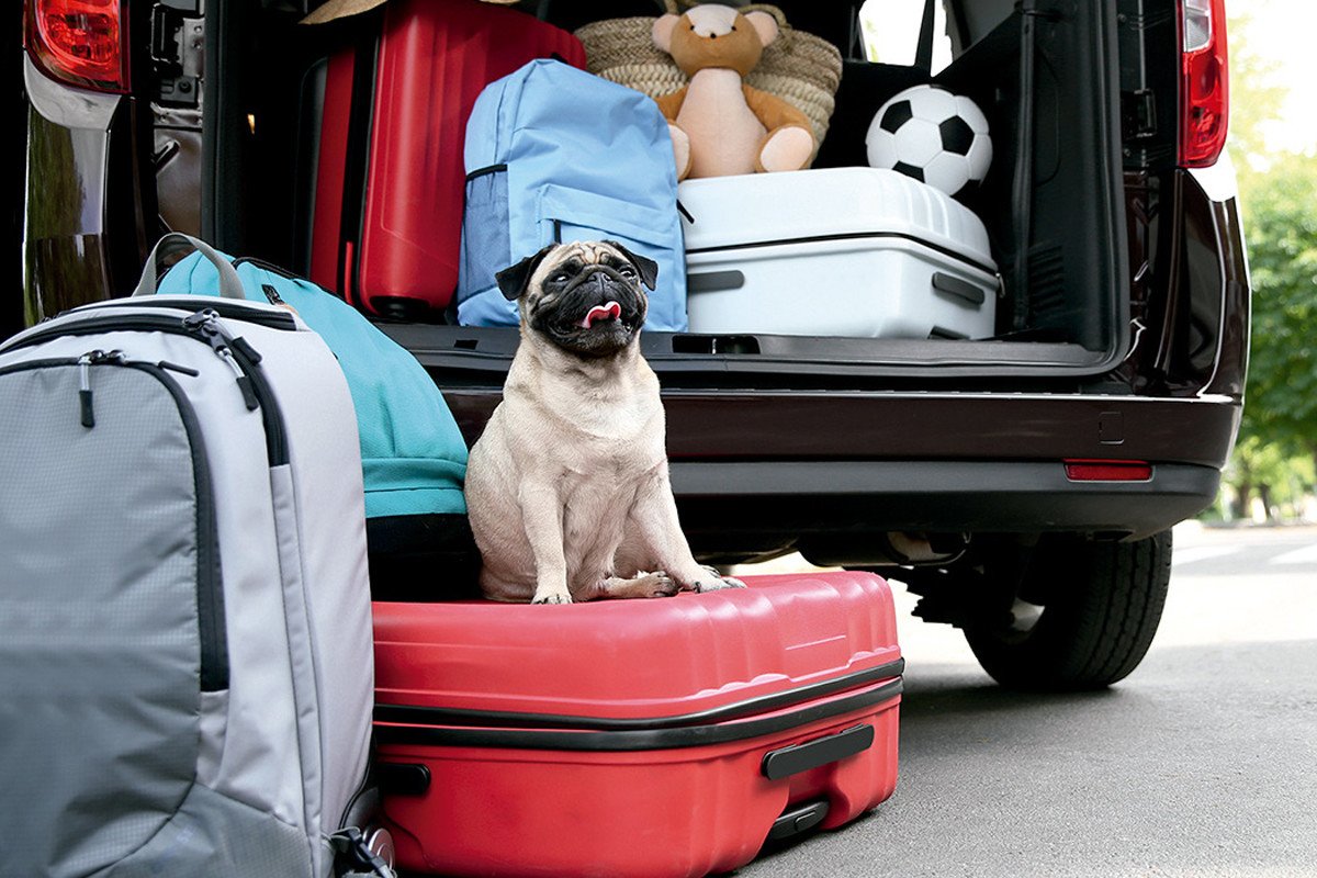 canciones perros coche