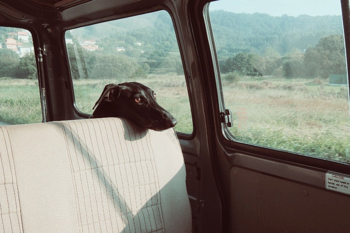 ¿Cómo debes viajar con una mascota en el coche?