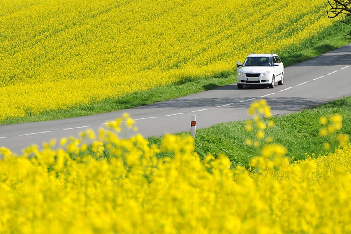 Consejos de conducción en primavera: Tips para controlar las alergias