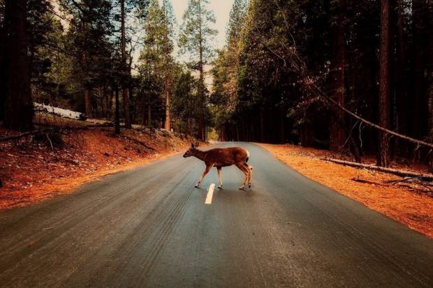 Cómo reducir el riesgo de sufrir accidentes con animales: 5 situaciones de peligro