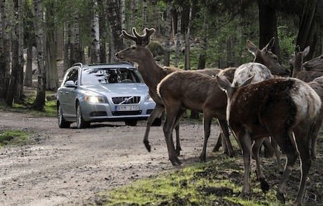 animales carretera