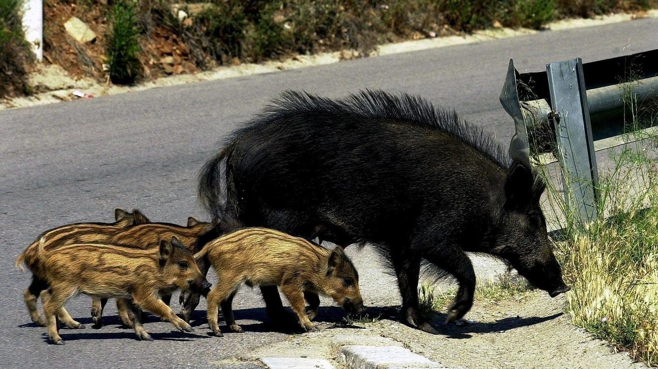animales carretera