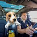El peligro de llevar animales sueltos en el coche