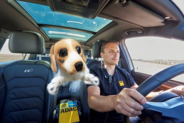 El peligro de llevar animales sueltos en el coche