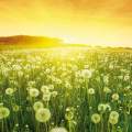 Continental fabricará neumáticos más ecológicos con diente de león