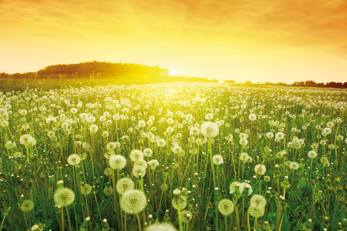 Continental fabricará neumáticos más ecológicos con diente de león