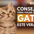 Consejos para viajar con tu gato en el coche este verano