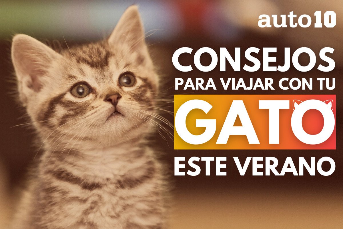 Consejos para viajar con gatos este verano