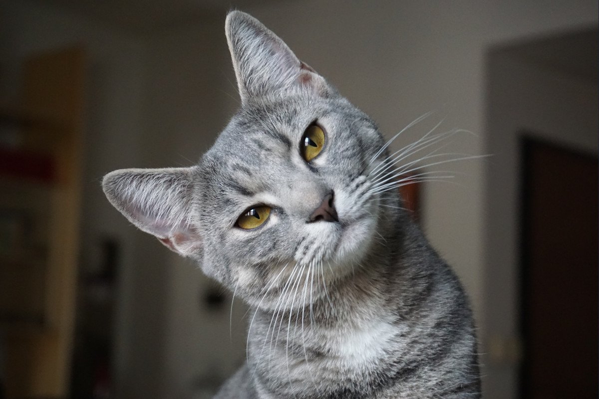 Consejos para viajar con gatos este verano