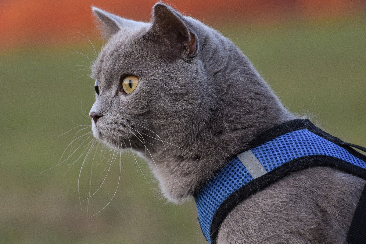 Consejos para viajar con gatos este verano