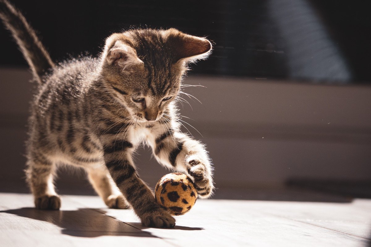 Consejos para viajar con gatos este verano