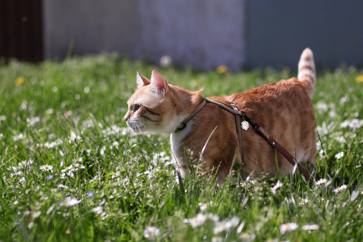 Consejos para viajar con gatos este verano