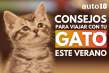 Consejos para viajar con tu gato en el coche este verano