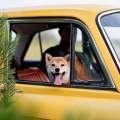 Cómo quitar los pelos de tu mascota de la tapicería del coche