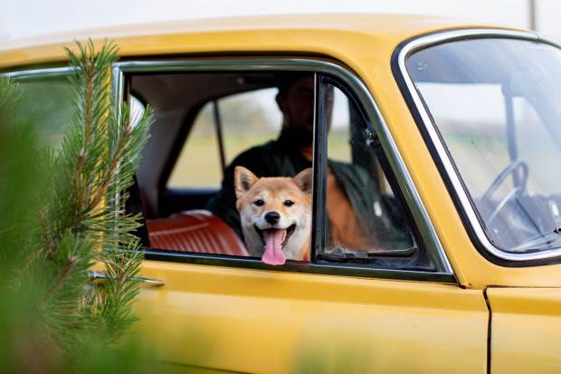 Cómo quitar los pelos de tu mascota de la tapicería del coche