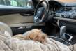 Dormir en el coche: consejos prácticos según los expertos para hacerlo cómodo y seguro