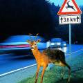 Accidentes con animales: la responsabilidad del conductor