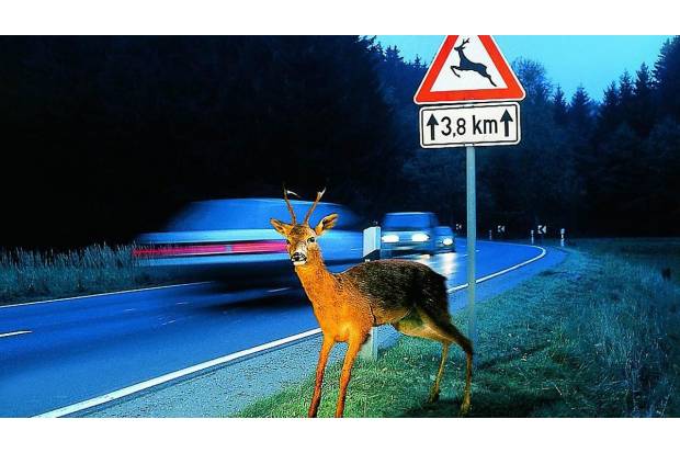 Accidentes con animales: la responsabilidad del conductor