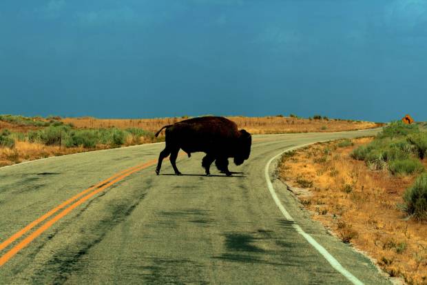 Peligro: Animales sueltos