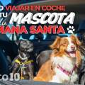 Los mejores consejos para viajar en coche con tu mascota durante la Semana Santa 2025