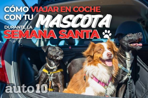 Los mejores consejos para viajar en coche con tu mascota durante la Semana Santa 2025