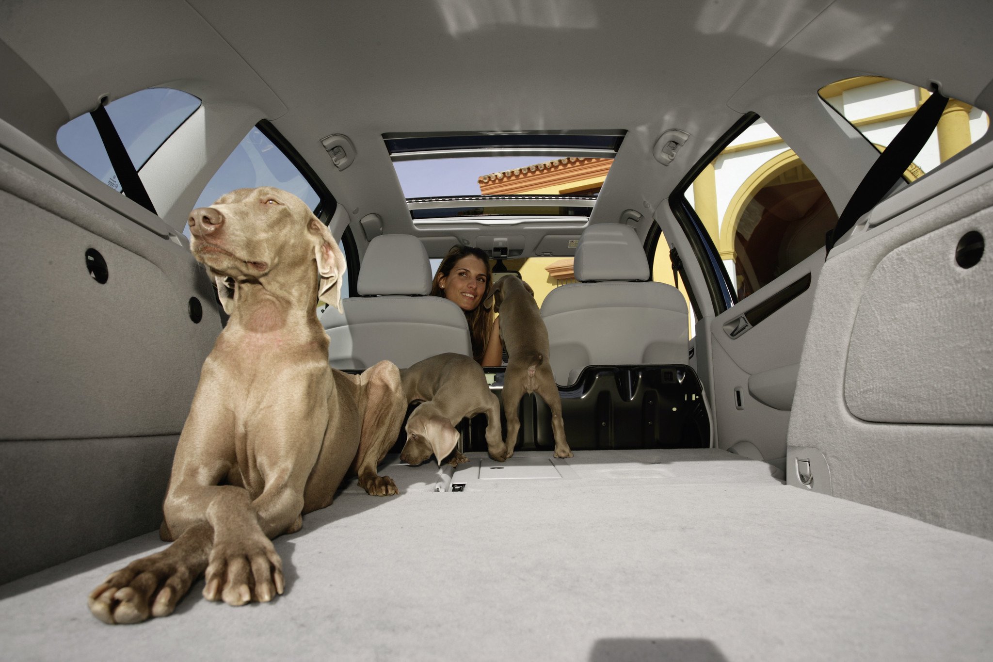 Perro maletero coche