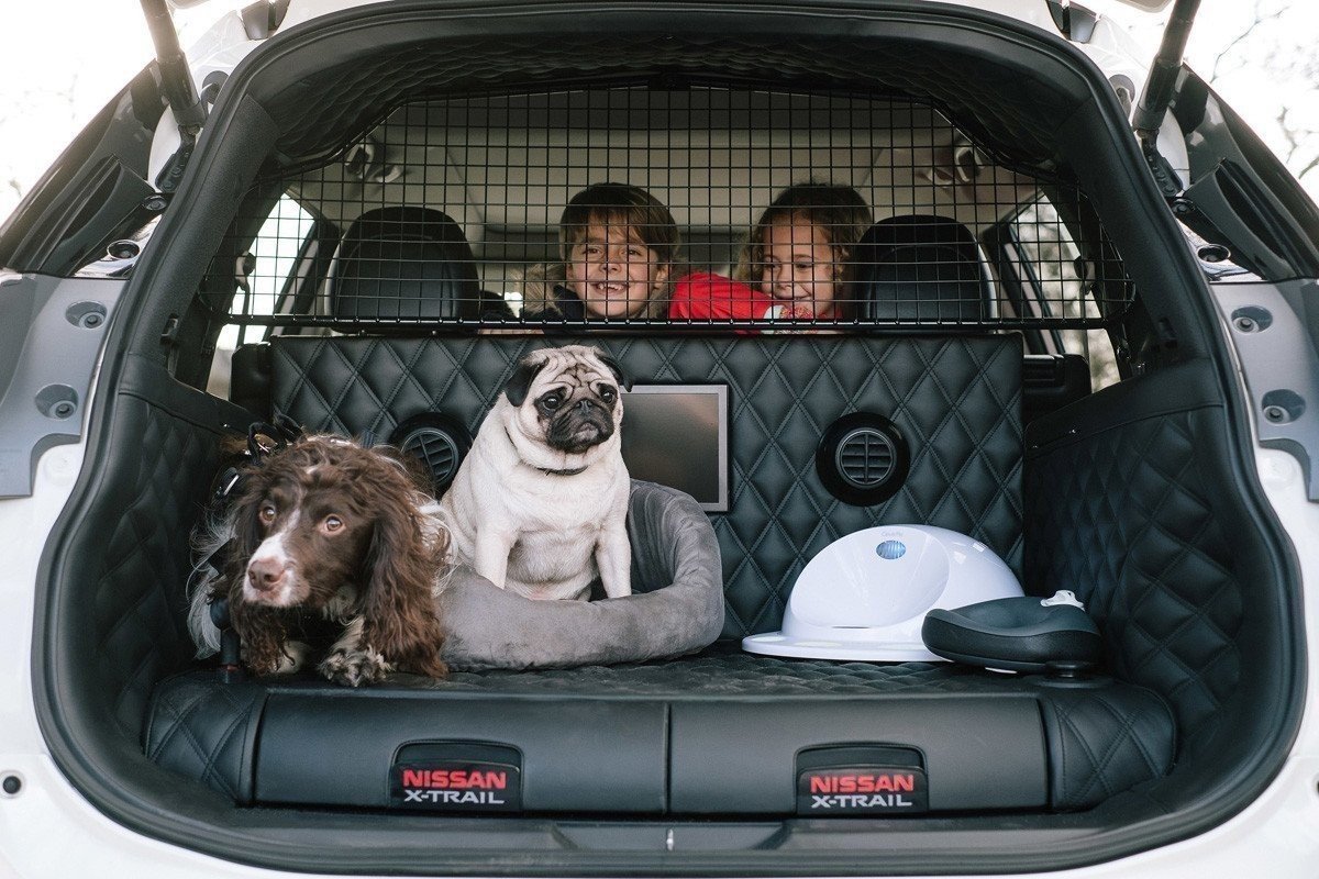 Perros maletero coche