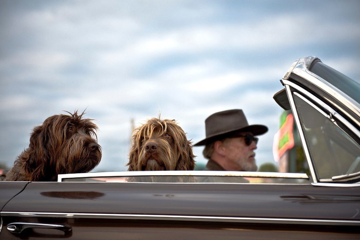 5 consejos para viajar con tu mascota este verano
