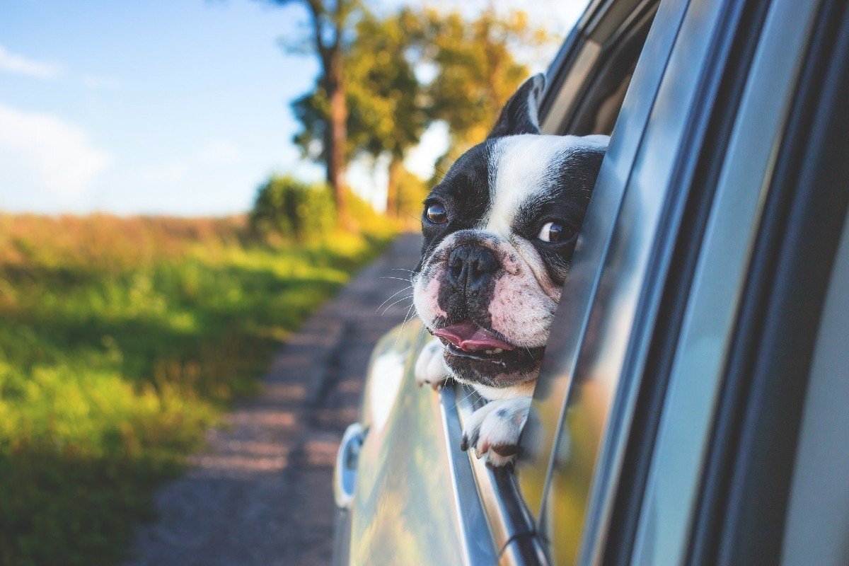5 consejos para viajar con tu mascota este verano